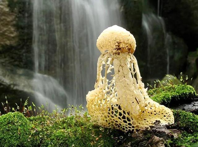 网状的蘑菇叫什么「圆圆的蘑菇叫什么」