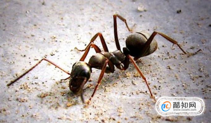 白蚁和蚂蚁是同一种生物吗 有什么区别