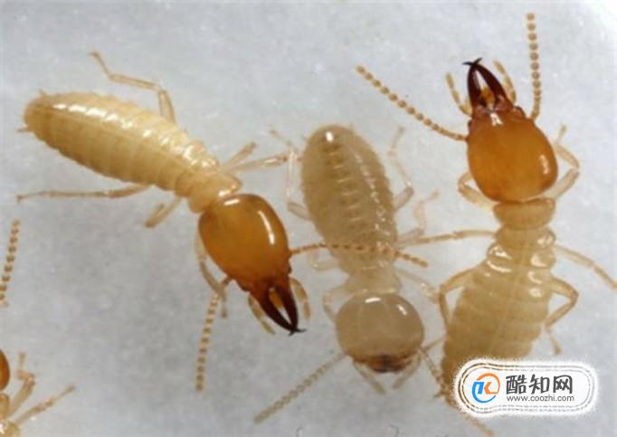 白蚁和蚂蚁是同一种生物吗 有什么区别