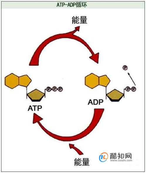 ATP与ADP的相互转化的过程的解释