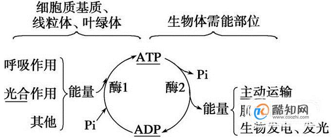 ATP与ADP的相互转化的过程的解释