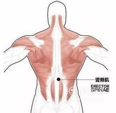 背部肌肉群介绍及重要性