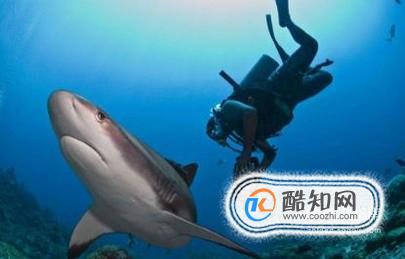 深潜水时遇到鲨鱼怎么办？
