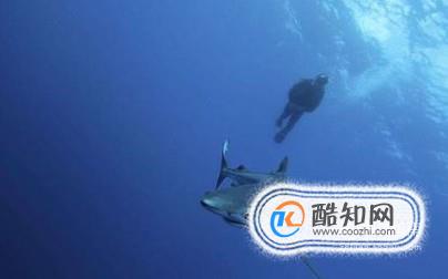 深潜水时遇到鲨鱼怎么办？