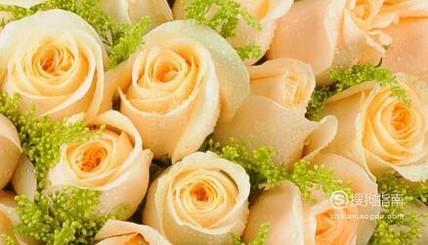 如何区分黄玫瑰和香槟玫瑰?