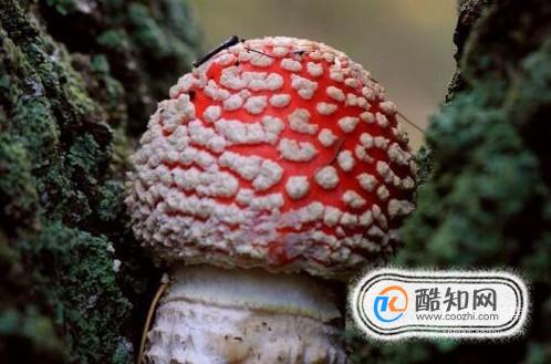 怎样鉴别有毒蘑菇和无毒蘑菇？