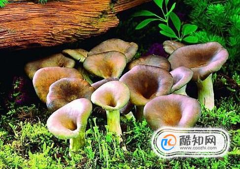 怎样鉴别有毒蘑菇和无毒蘑菇？