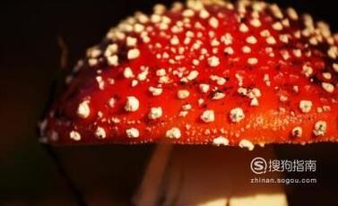 红色的蘑菇能不能吃？红色蘑菇有没有毒