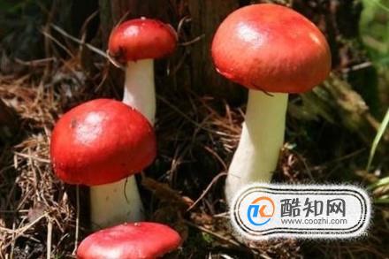 关于毒蘑菇的误区有哪些？无毒蘑菇有哪些？