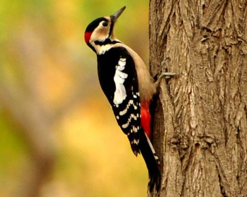 为什么啄木鸟能攀缘树木？