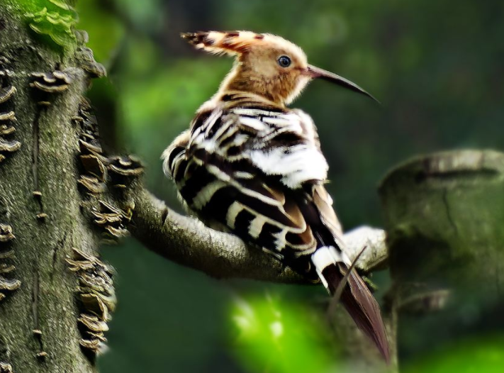 为什么啄木鸟能攀缘树木？