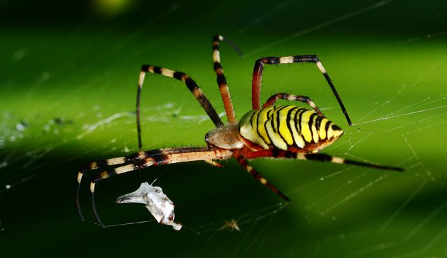 为什么蜘蛛网上粘着的小虫子都是空壳的？