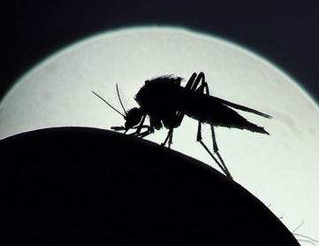 蚊虫为什么喜欢叮穿黑色衣服的人？