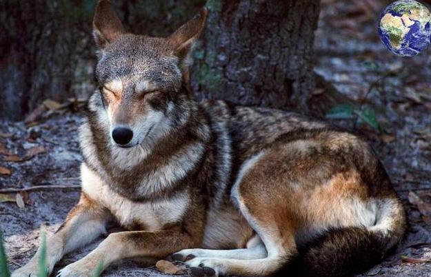 世界上真的有红太狼吗？