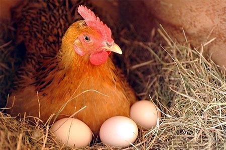 鸡蛋为什么一头大一头小？