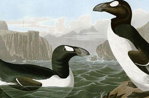 企鹅为什么生活在南极？