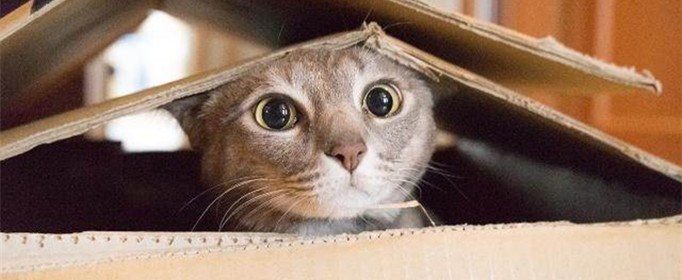 猫咪为什么喜欢纸箱？