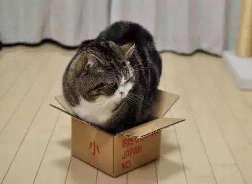 猫咪为什么喜欢纸箱？