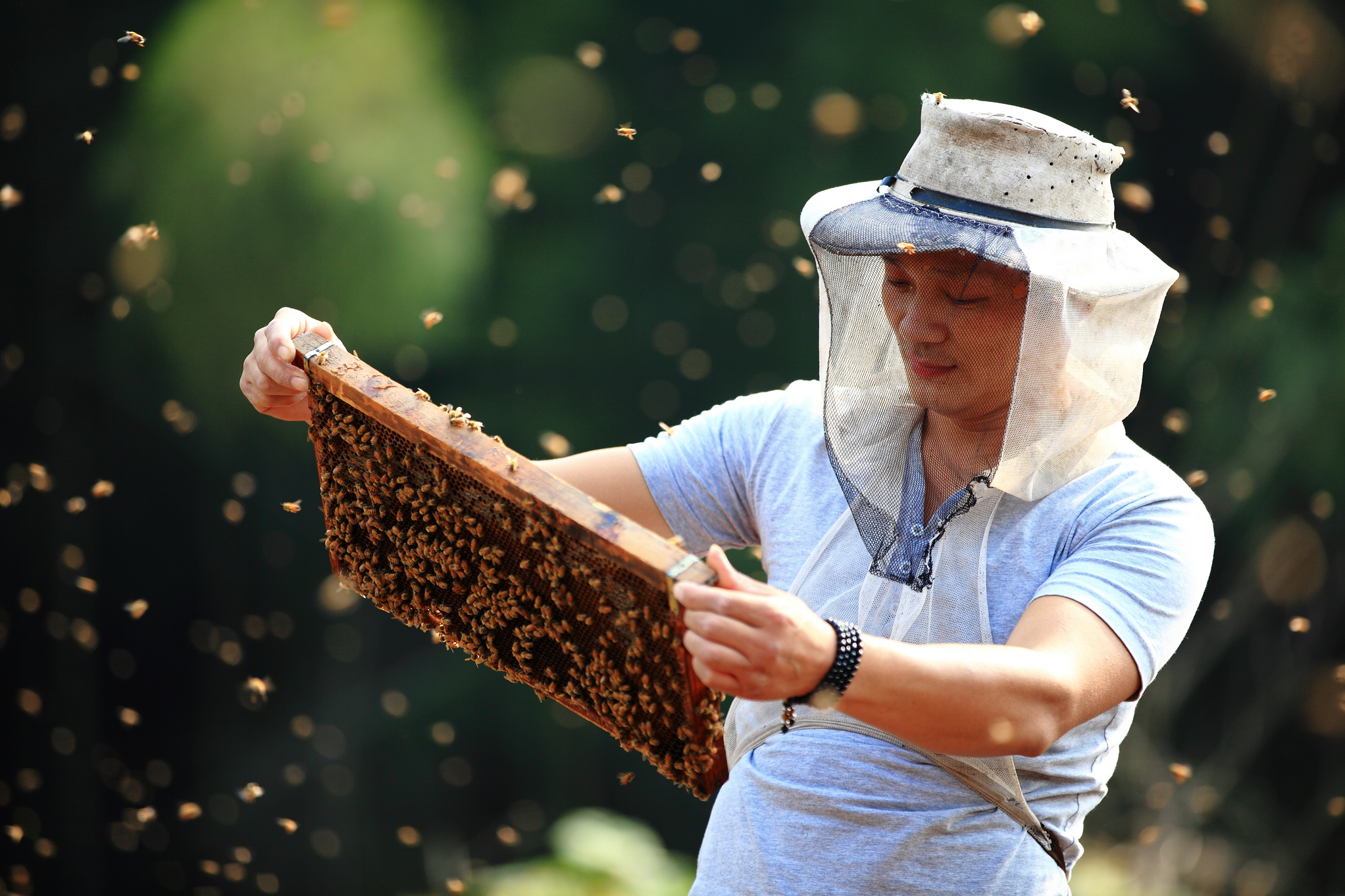 为什么蜜蜂不会蜇养蜂人？