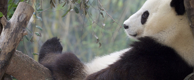 为什么大熊猫会濒临绝种？