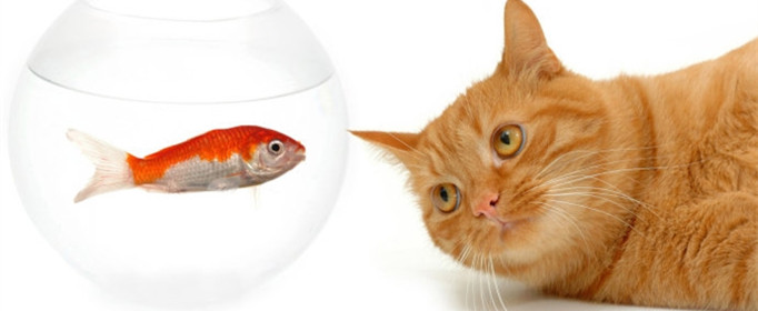 猫吃鱼为什么不怕刺？