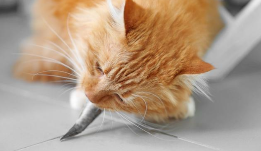 猫吃鱼为什么不怕刺？
