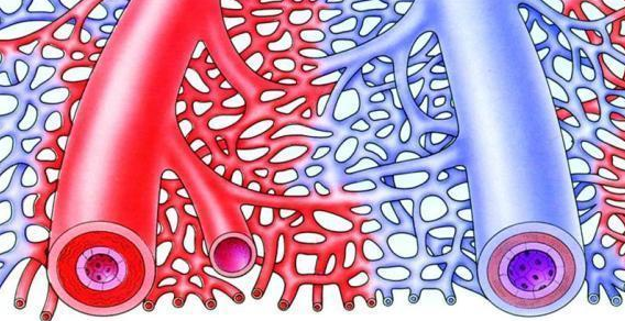 静脉血管为什么是蓝色的？