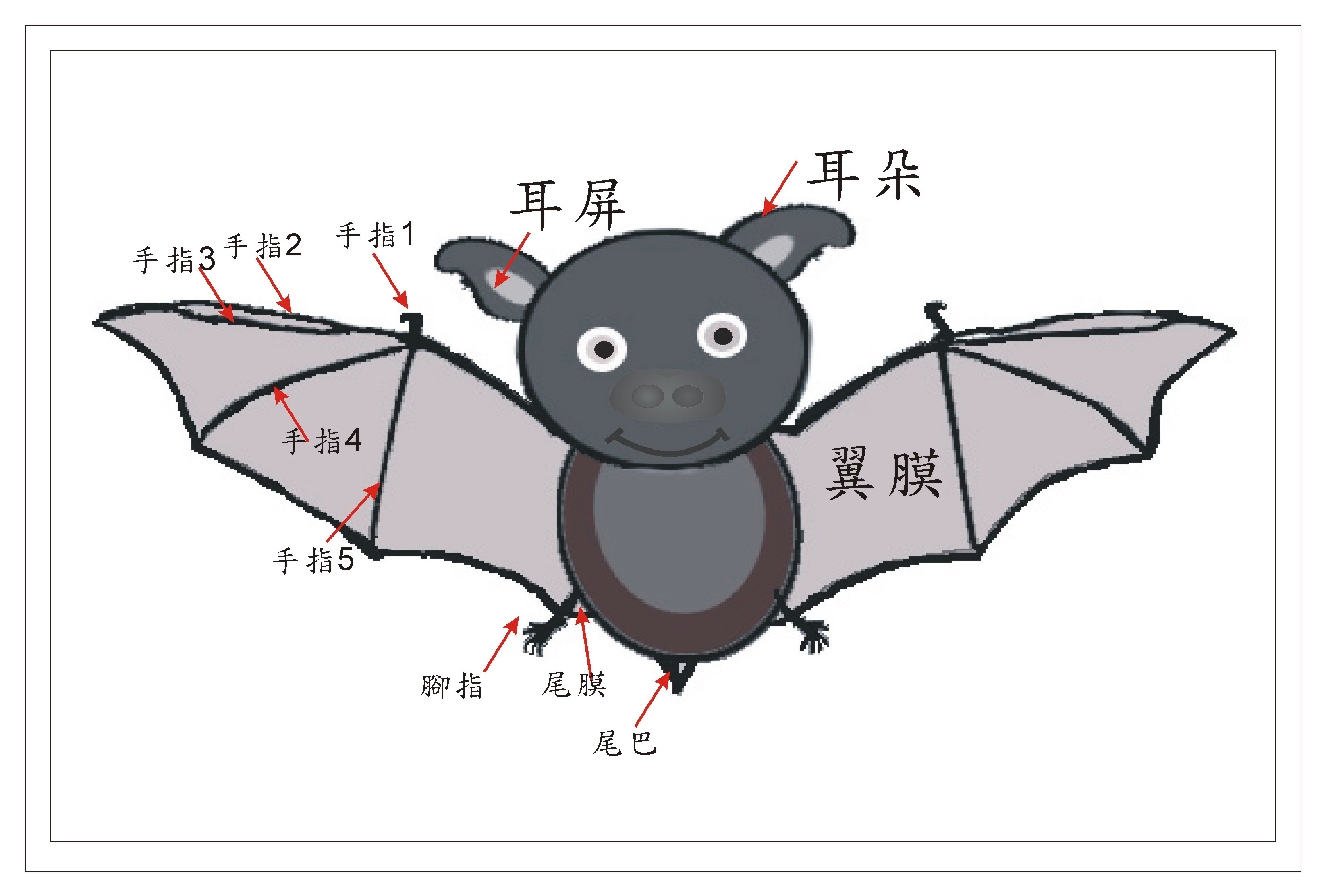 为什么蝙蝠会经常倒吊着？