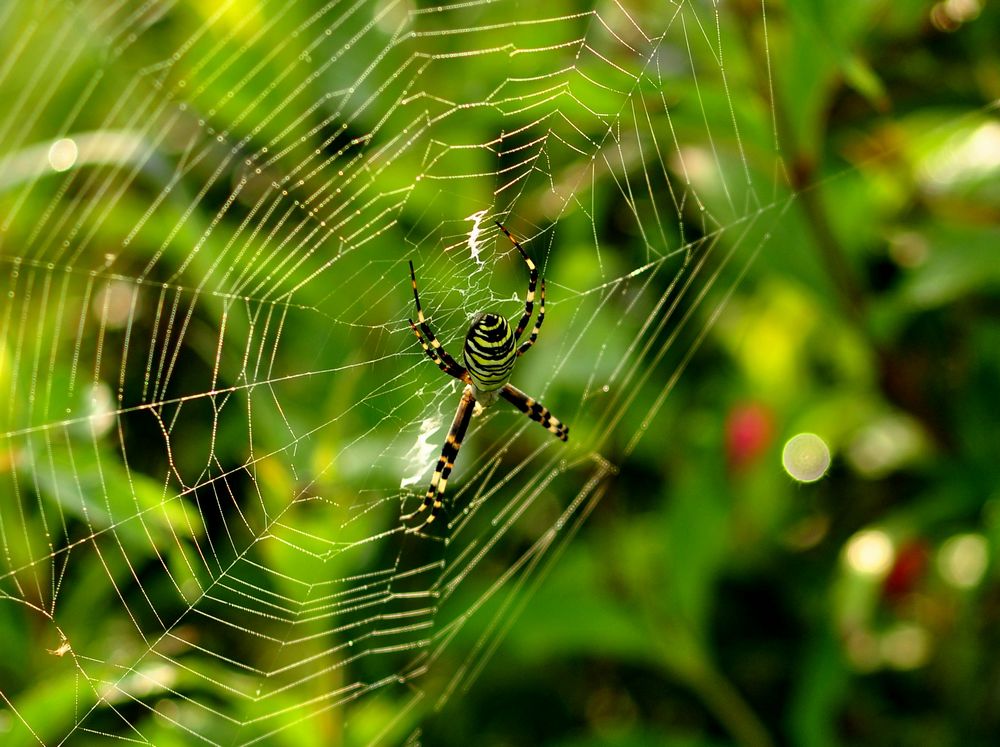 蜘蛛为什么不会被网粘住？