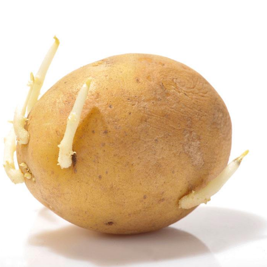 土豆发芽了还能吃吗？