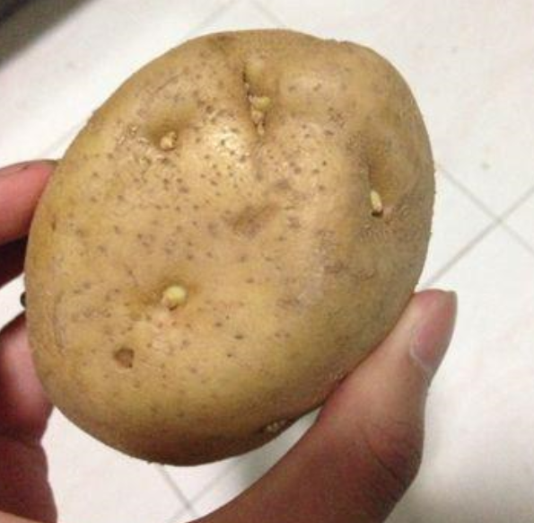 土豆发芽了还能吃吗？