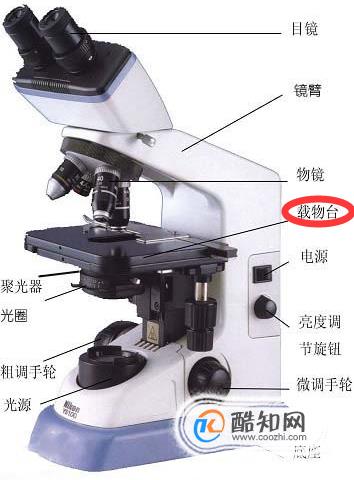 显微镜的部分名称及作用