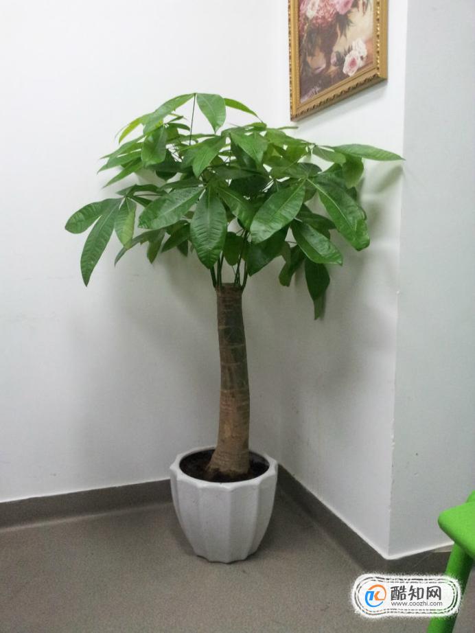 1米5以上室内、办公室绿化、大型植物、盆栽、树