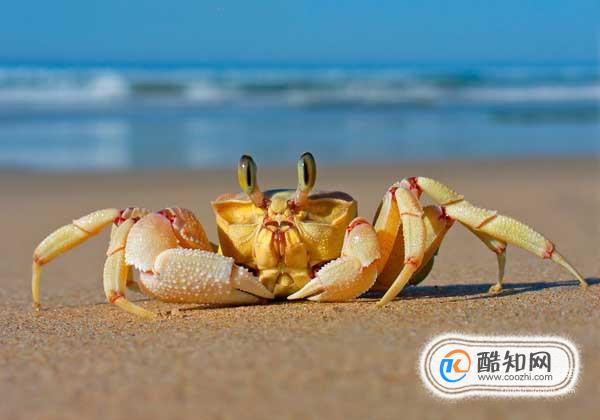 螃蟹种类你知道多少？