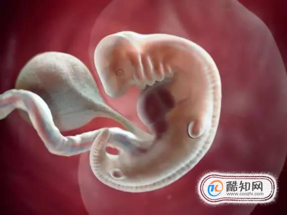 怀孕第四个月胎儿和准妈妈的症状
