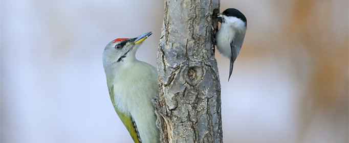 为什么山雀喜欢陪伴啄木鸟捕食？