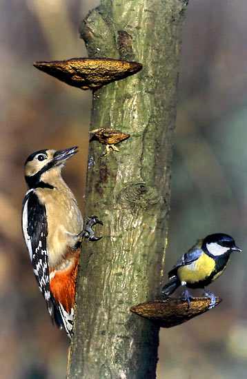 为什么山雀喜欢陪伴啄木鸟捕食？