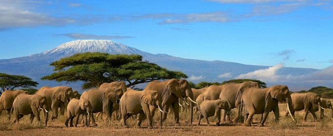 为什么肯尼亚被誉为“野生动物的天堂”？