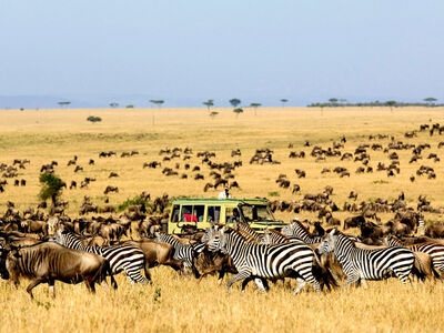 为什么肯尼亚被誉为“野生动物的天堂”？