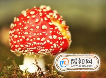 红色的蘑菇能不能吃？红色蘑菇有没有毒