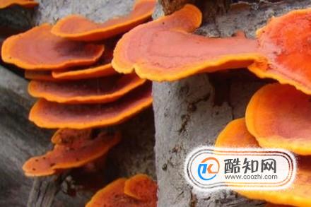 关于毒蘑菇的误区有哪些？无毒蘑菇有哪些？