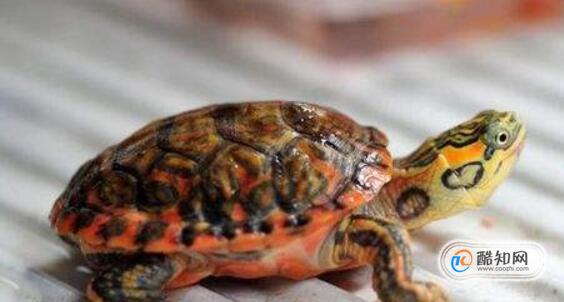 乌龟腐皮病能自愈吗,如何预防乌龟腐皮病