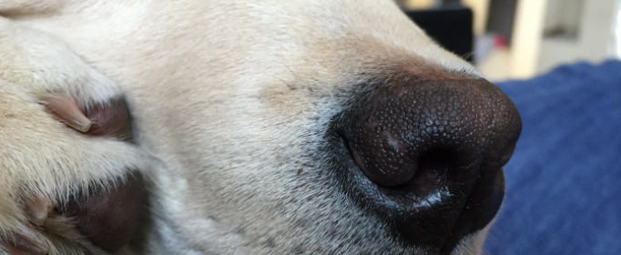 狗狗的鼻子为什么会褪色？