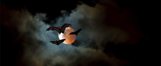 为什么蝙蝠能发出超声波？