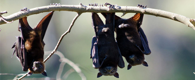 为什么蝙蝠会经常倒吊着？
