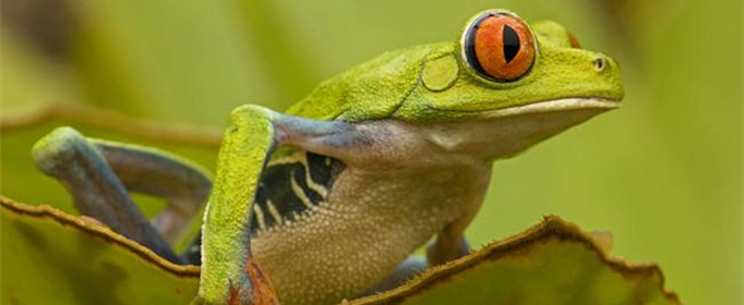 为什么青蛙归属到益虫？