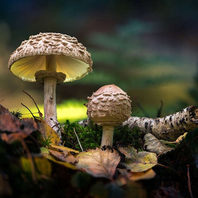 吃蘑菇真的有益健康吗？