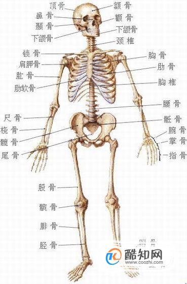 如何评估肩胛骨位置