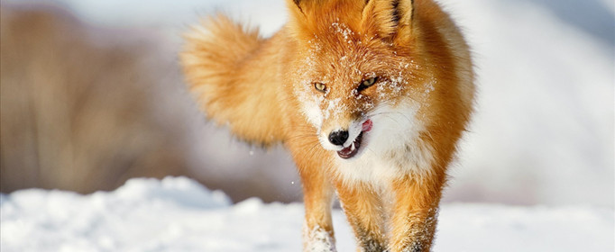 狐为什么会给人留下诡计多端的印象？